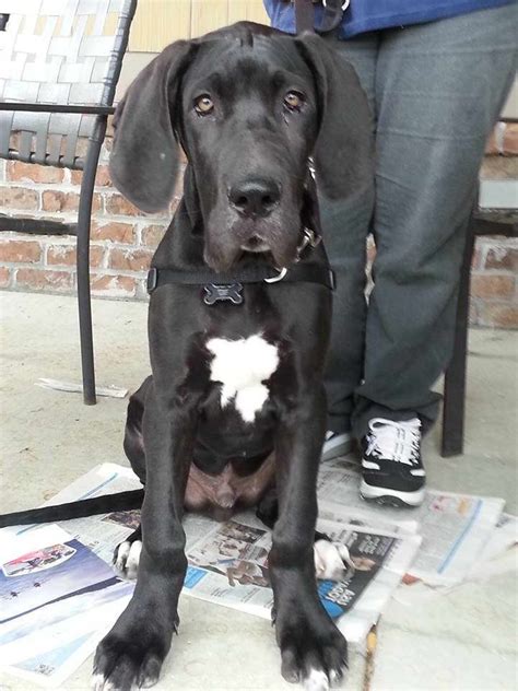 Great dane craigslist - 10 month old large Great Dane Husky mix · Windsor Virginia · 10/17 pic. Great Dane Puppies · Norfolk · 10/16 pic. Blue Great Dane · Virginia Beach · 9/25 pic. Great Dane mix 7months · Toano · 9/17 pic. Labradane · Newport News · 9/11. Great dane / Blue tick · Seagrove · 6 hours ago pic. Great Dane Male free to good home · · 10/17 pic.